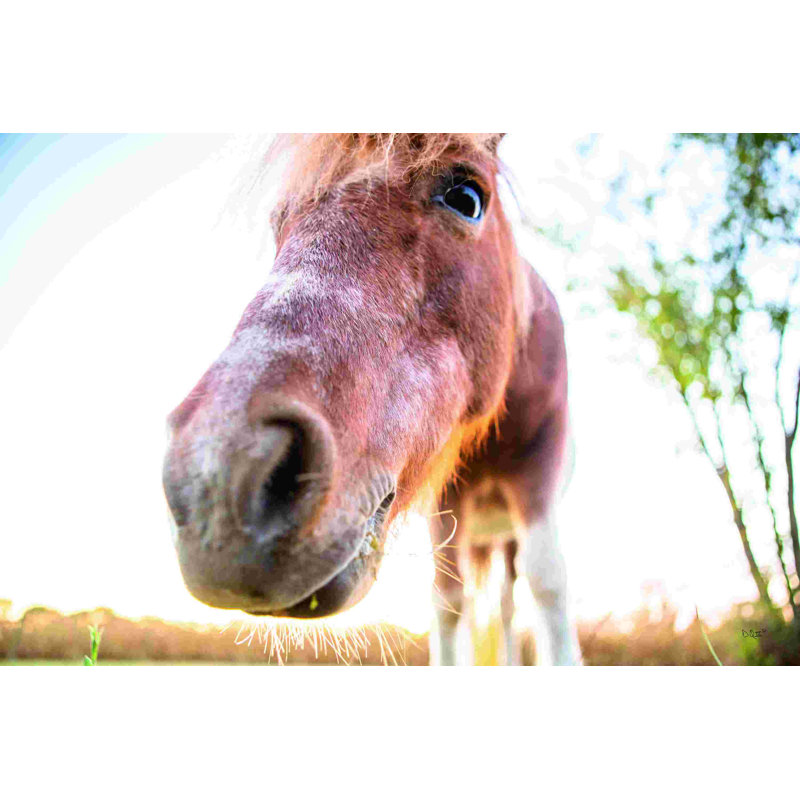 Hi Horse 2884760, H 8 po x l 12 po, Non, Toile tendue