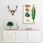 East Indies Fish Illustrations XXII by Louis Renard - Wrapped Canvas-55373047