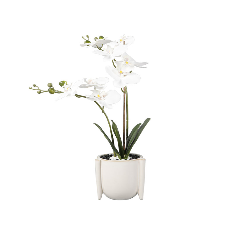 Orchidée Knapp en pot