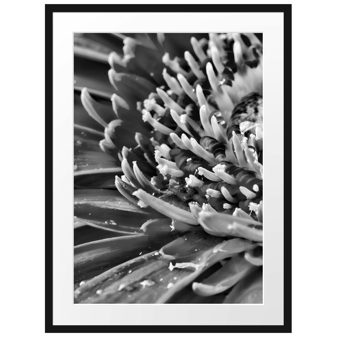 Gerahmtes Poster Gerbera mit Wassertropfen