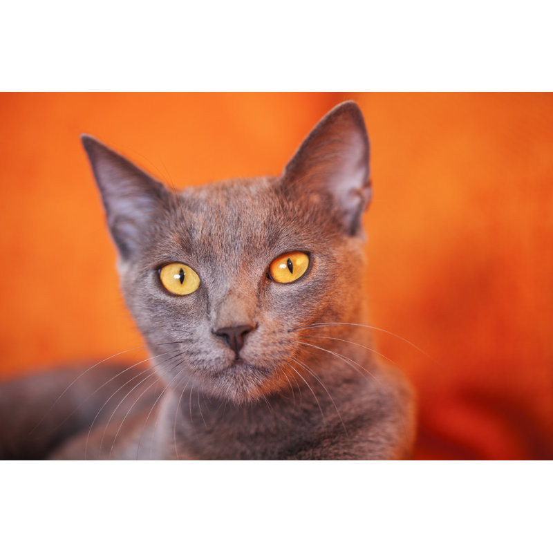 Blue Russian Cat by Drbouz - No Frame Print on Canvas, 51cm H x 76cm W