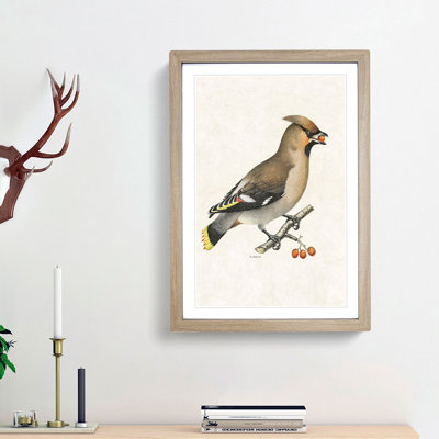 Bohemian Waxwing by Von Wright - Picture Frame Graphic Art Print