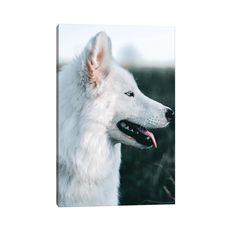 Snow Dog - Wrapped Canvas Print, 101.6 cm H x 66.04 cm W x 1.91 cm D