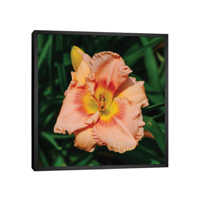 Daylily Garden X by Bethany Young - Print on Canvas