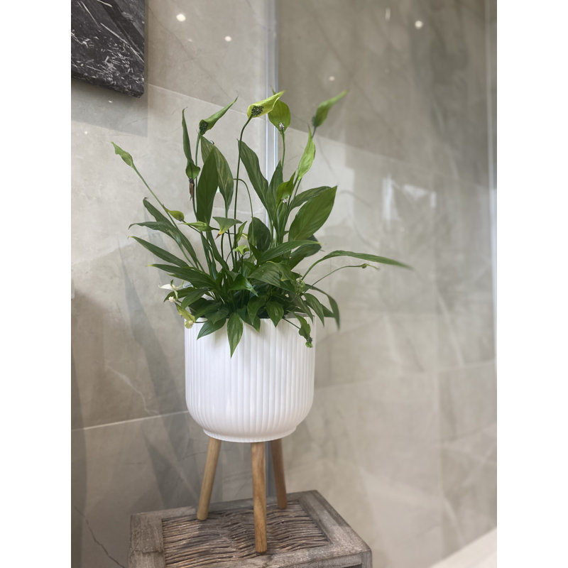 Mablethorpe Pot Planter