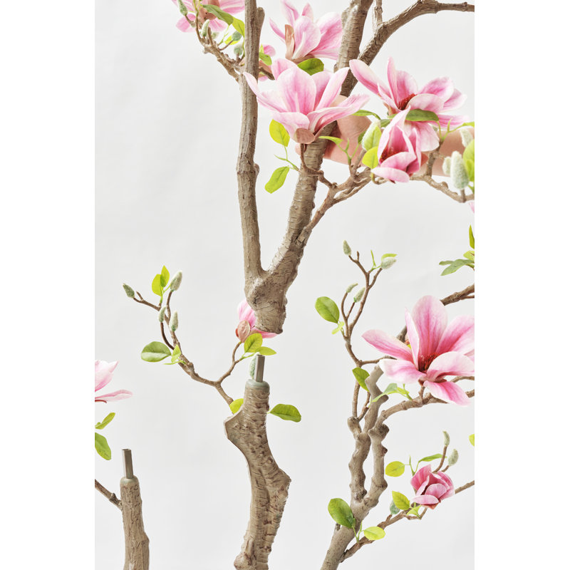 82" Pink Magnolia Flowering Tree in Pot