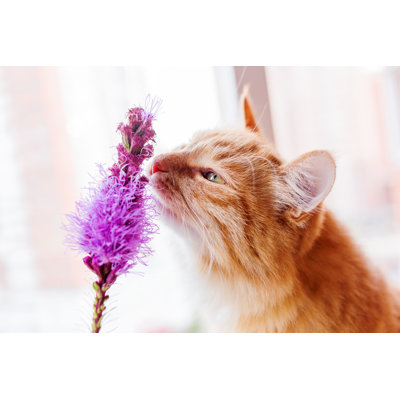 " Ginger Cat " by Aksenovko