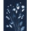 Indigo Wildflower par Julie Norkus