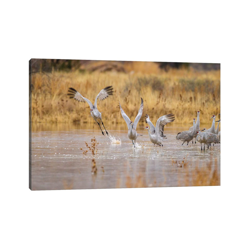 New Mexico, Bosque Del Apache National Wildlife Refuge. Sandhill Cranes Take Flight From Water. by Jaynes Gallery - Wrapped Canvas Gallery-Wrapped Canvas Giclée