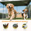 Chenil d'extérieur pour chien-330879827