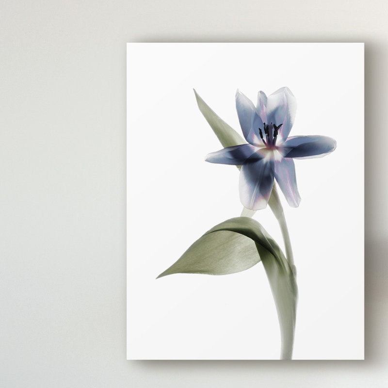 « xray tulip vii », peinture sur toile tendue, H 19 po x l 14 po x P 2 po