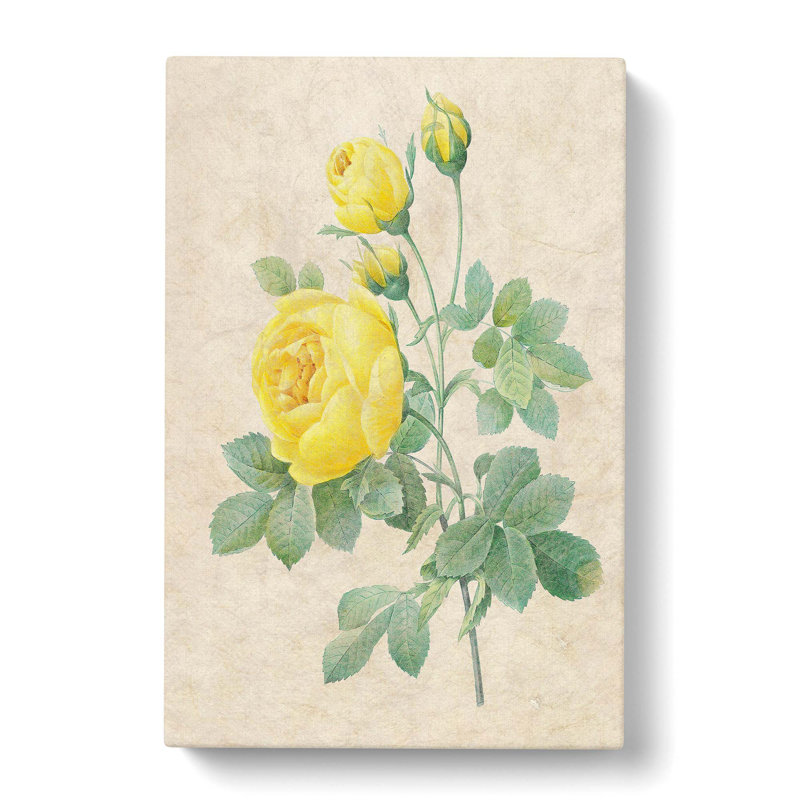 The Yellow Roses by Pierre-Joseph Redoute - Wrapped Canvas Painting Print, 50cm H x 35cm W x 3cm D