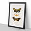 Moth Illustrations Pl.18 by Charles d' Orbigny - Picture Frame Painting Print-55582010-55582013