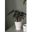 Canella Ceramic Pot Planter-866257730