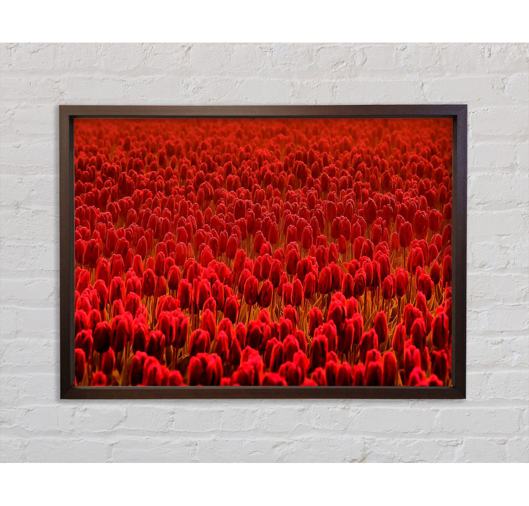 Field Of Scarlet Tulips - Einzelner Bilderrahmen Kunstdrucke auf Leinwand