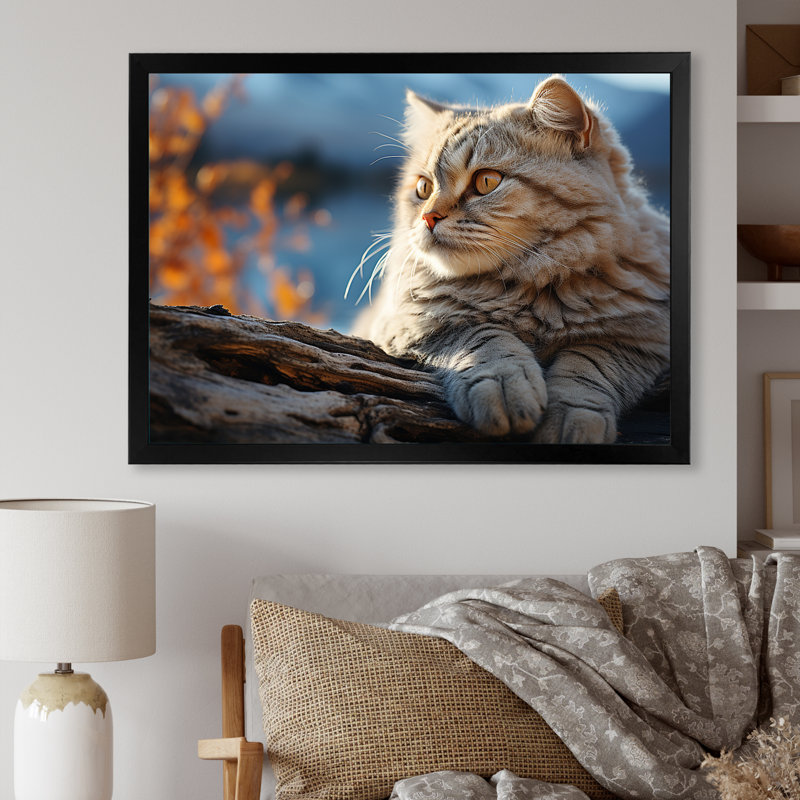 Chat, Scottish Fold Serenity - art mural sur toile, Cadre simple noir, H 16 po x l 32 po x P 1 po