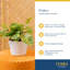 Golden Pothos Devil's Ivy in Ceramic Planter