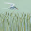 « free as a oiseau i », reproduction d’impression sur toile tendue-27698463-72453821-72453822