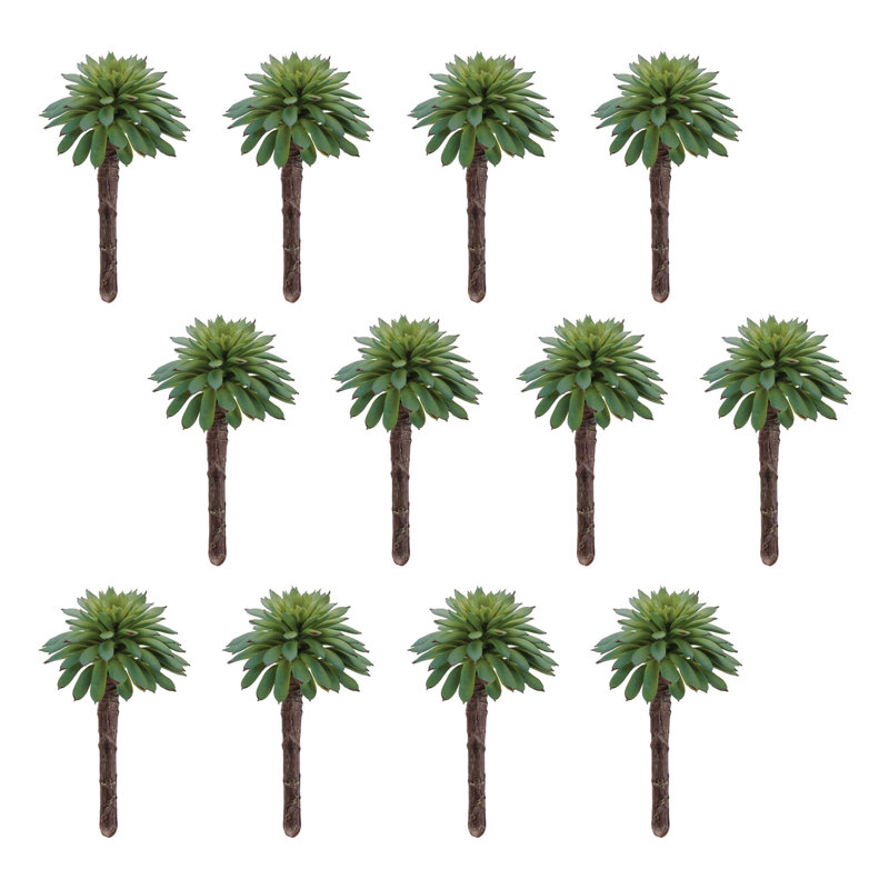 Plante grasse