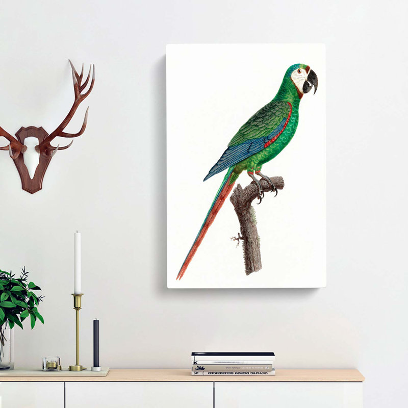 A Blue-Winged Macaw Parrot by F. Levaillant - Wrapped Canvas, 60cm H x 40cm W x 3cm D