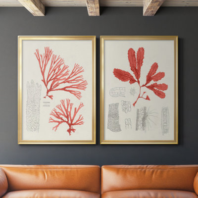 «Vintage Coral Study I», ensemble de 2 reproductions de cadres photo sur toile