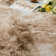 Machine Tufted Shag Area Rug