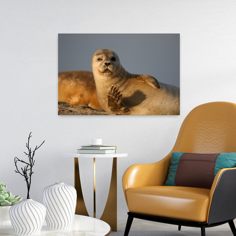 Curieux phoque ondulant, art mural plage sereine, H 16 po x l 24 po