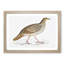 Pheasant Illustration by John Edward Gray - Picture Frame Painting Print-55583485-55583486
