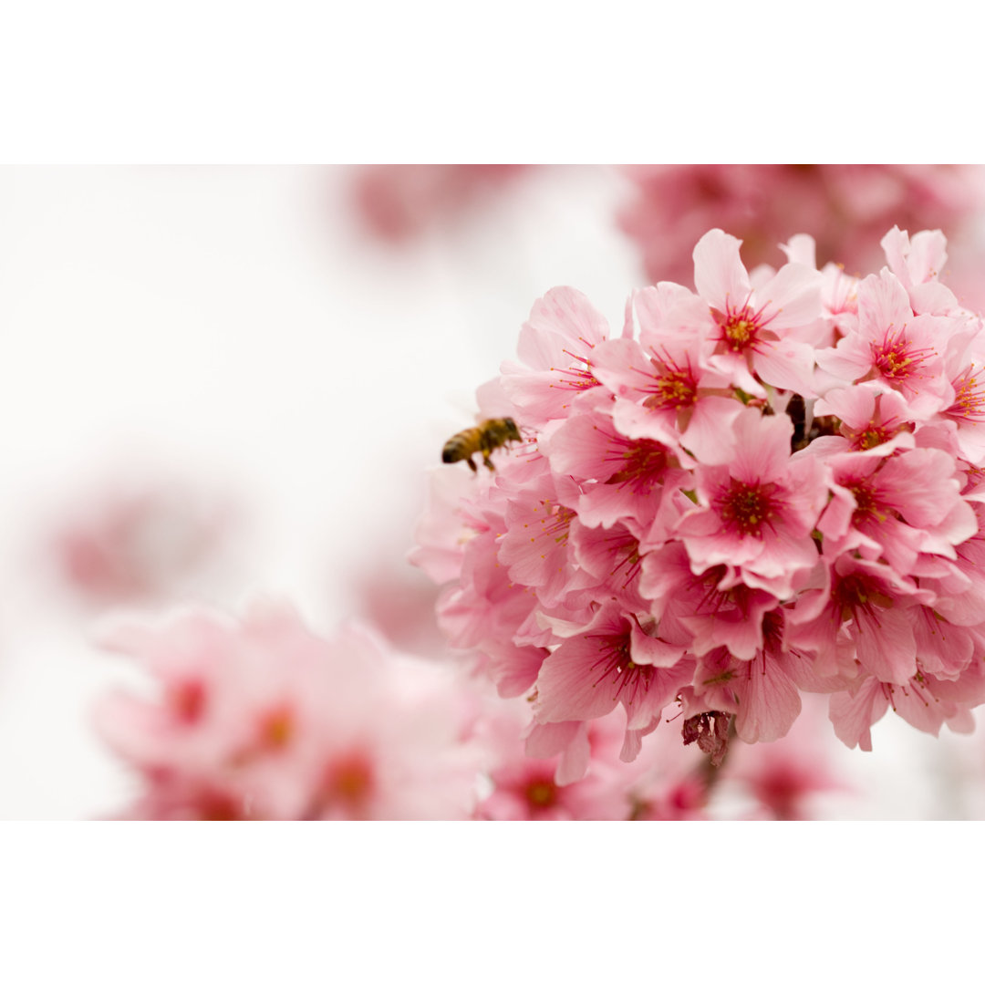 Kirschblüten mit einer Biene von Junda - Drucken