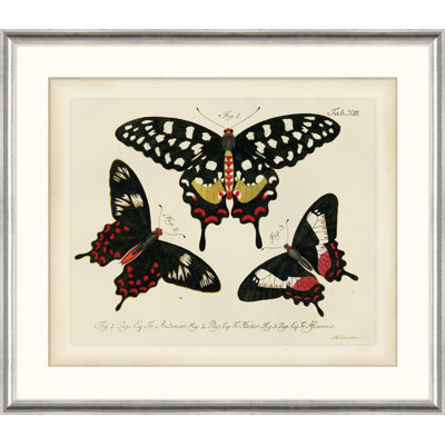 Oken's Naturalist Butterfly V Print