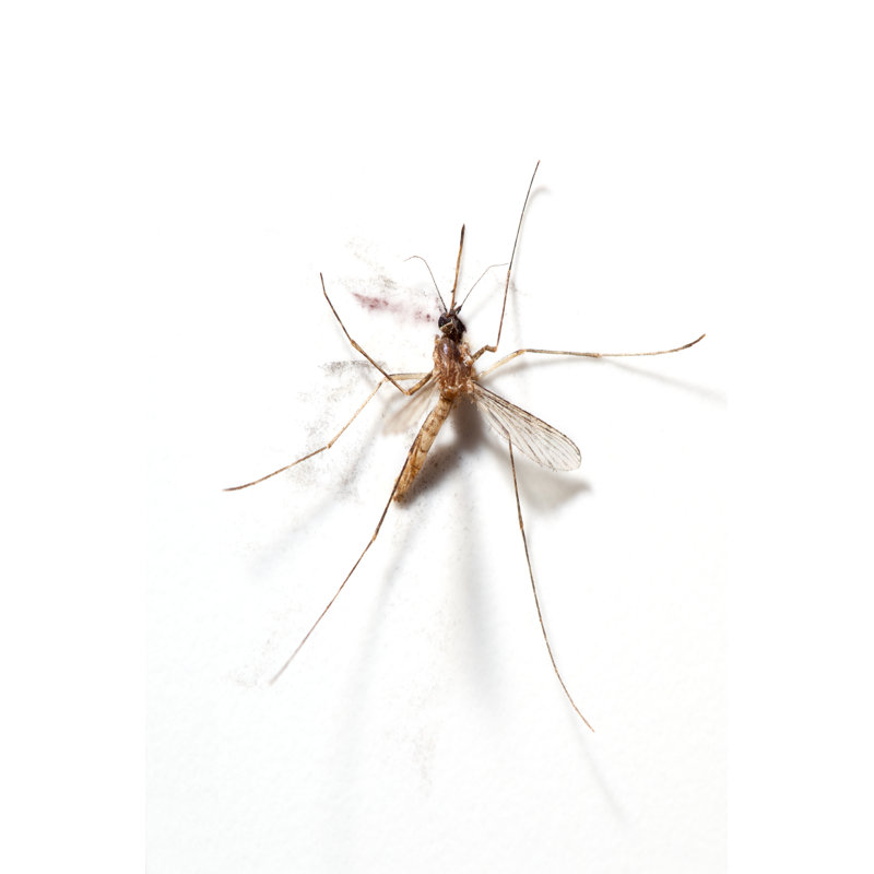Squashed Mosquito by Opla, 12" H x 8" W