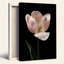"Tulipe rose" avec art de gouttelettes d'eau sur toile noire-1318666698