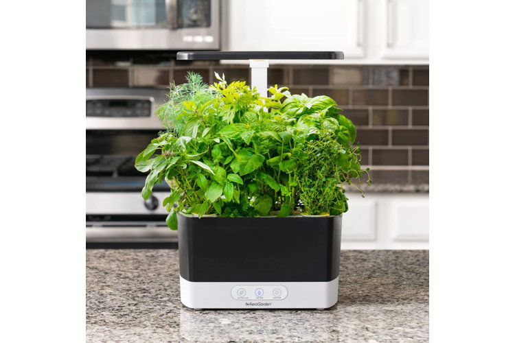 Countertop hydroponic herb garden.