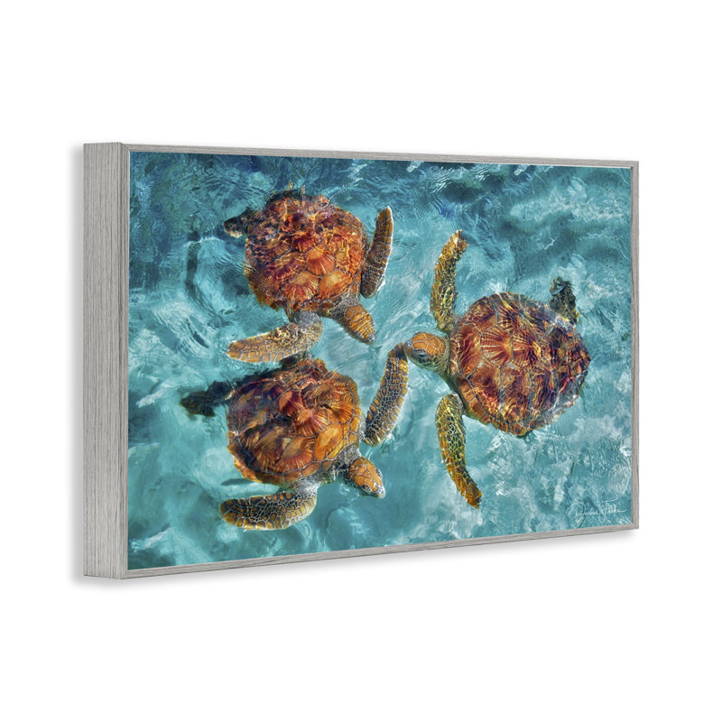 «Tortue de natation», art de la giclée par Dennis Frates, Estampe numérique Farmhouse, H 12 po x l 18 po