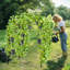 Treillis arqué pour jardin extérieur pour plante grimpante-556194020
