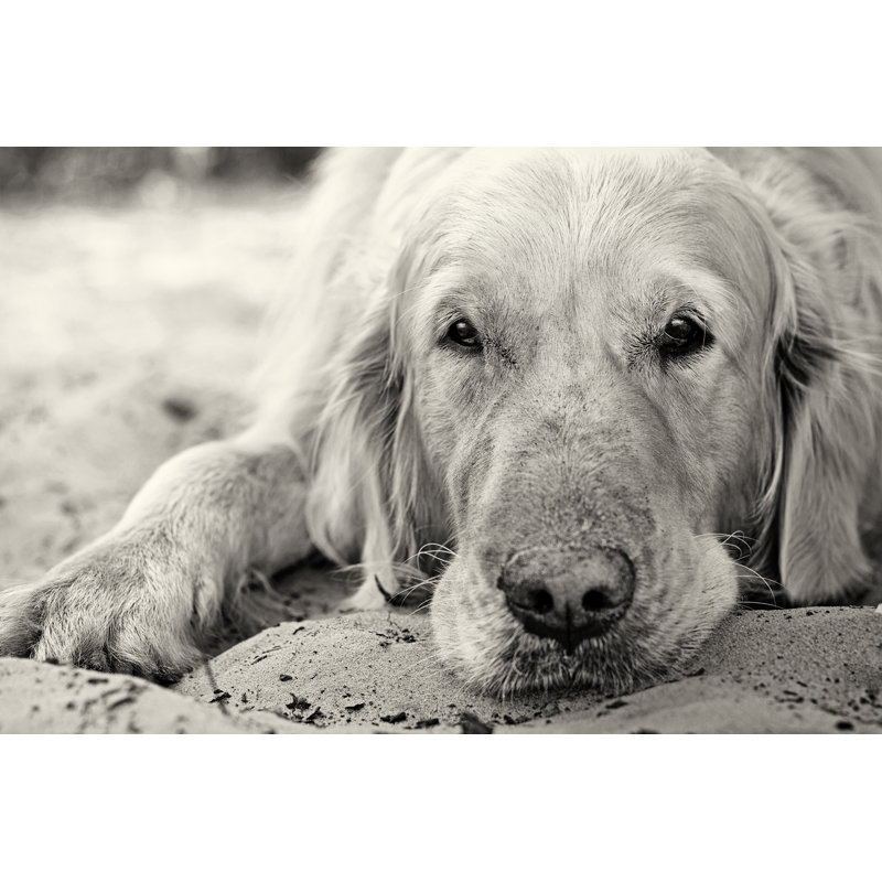Chenel Golden Retriever - Wrapped Canvas Print, 20cm H x 30cm W x 3.8cm D