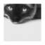 Reproduction de photo sur toile, "no stress Siamese" par Jon Bertell