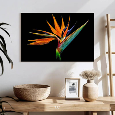Harnek Peculiar Strelitzia