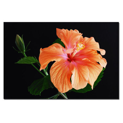 Kurt Shaffer - Photograph on Canvas