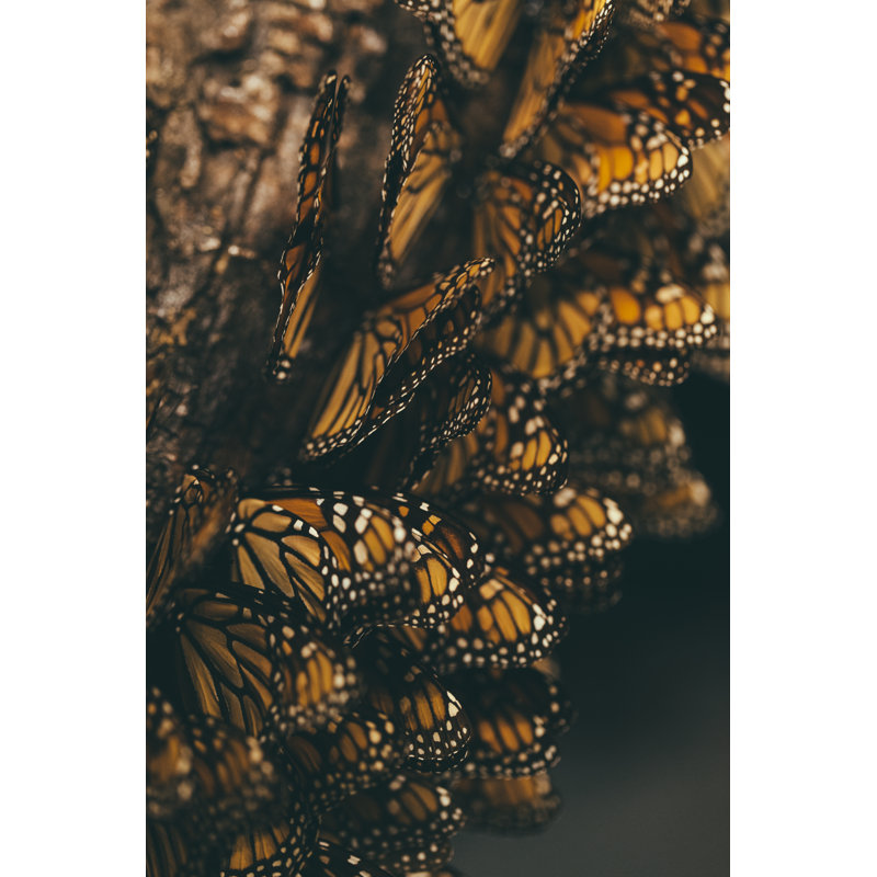 Monarch Butterfly Migration - Wrapped Canvas Print, 91cm H x 61cm W x 3.8cm D