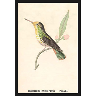 " Hummingbird Trochilus Magnificus Female "