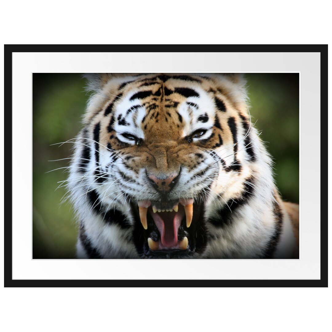 Gerahmtes Poster Aggressiver Tiger