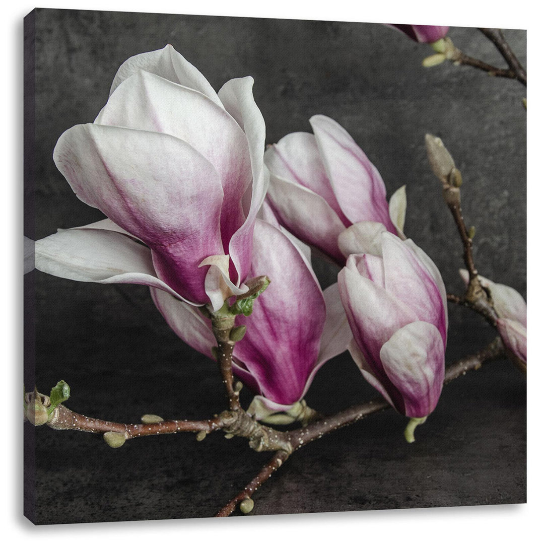 Leinwandbild Blooming Magnolia isoliert