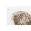 Floating Petrified Slice Wall Décor