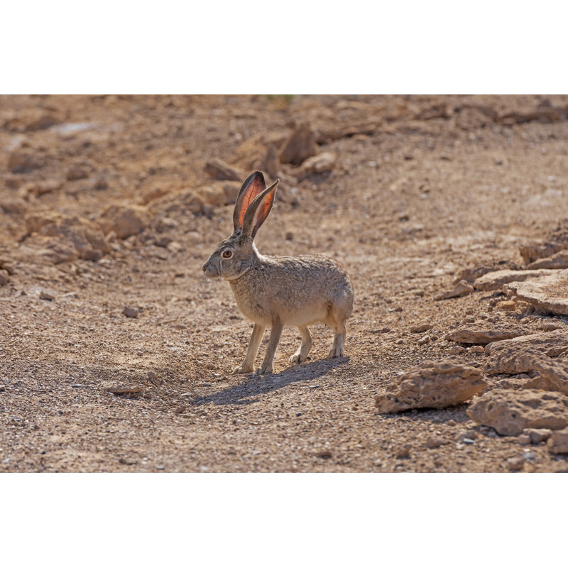 Silesia Rabbit In The Desert - Wrapped Canvas Print, 20cm H x 30cm W x 3.8cm D