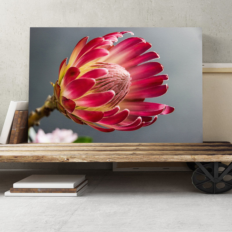 Pink Protea Photographic - Wrapped Canvas, 70cm H x 100cm W