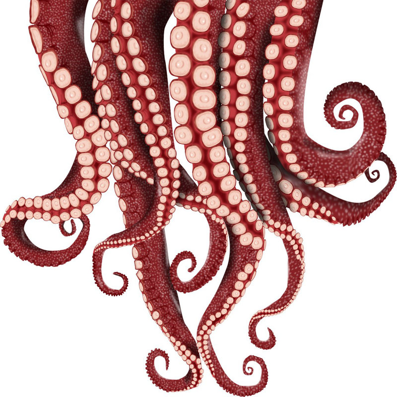 Autocollant mural tentacules en vinyle octopus Jain, H 13 po x l 14 po