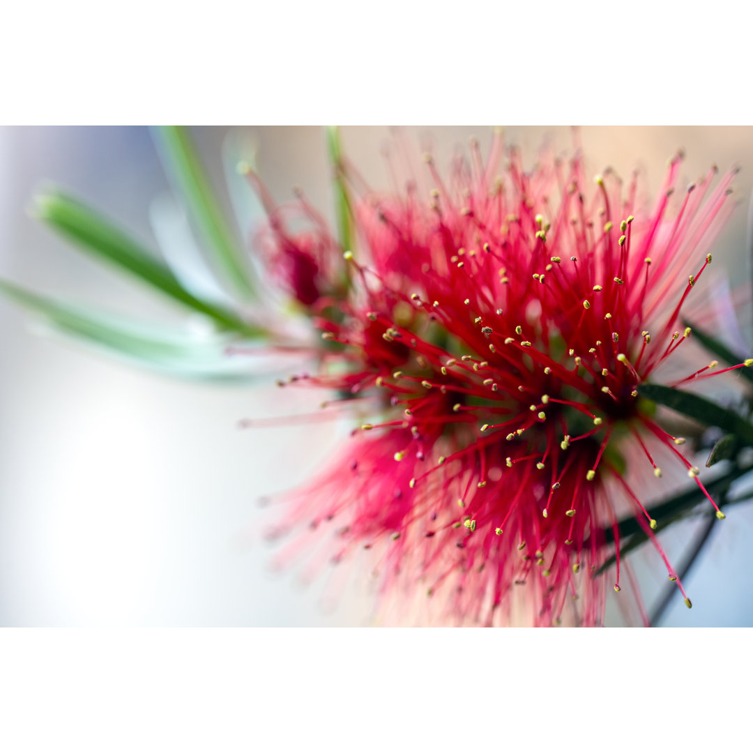 Beautiful Bottlebrush Red Flower von Imamember - Leinwandbild