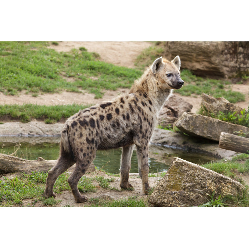 Spotted Hyena (Crocuta Crocuta) by Wrangel - Wrapped Canvas Print, 30cm H x 46cm W x 3.8cm D