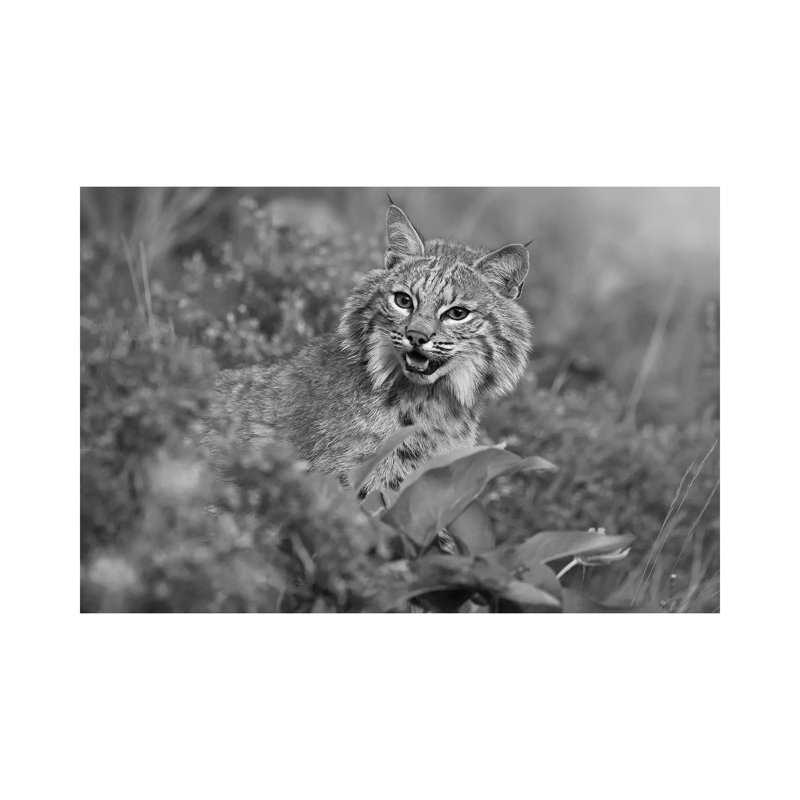Bobcat, Montana by Tim Fitzharris - No Frame Gallery-Wrapped Canvas Giclée on Canvas, 45.72cm H x 66.04cm W
